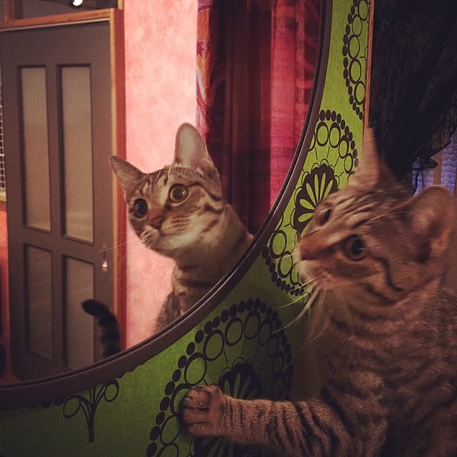 mayyamさんの実例写真