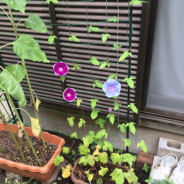 kenichiさんの実例写真