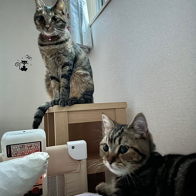chiiさんの実例写真