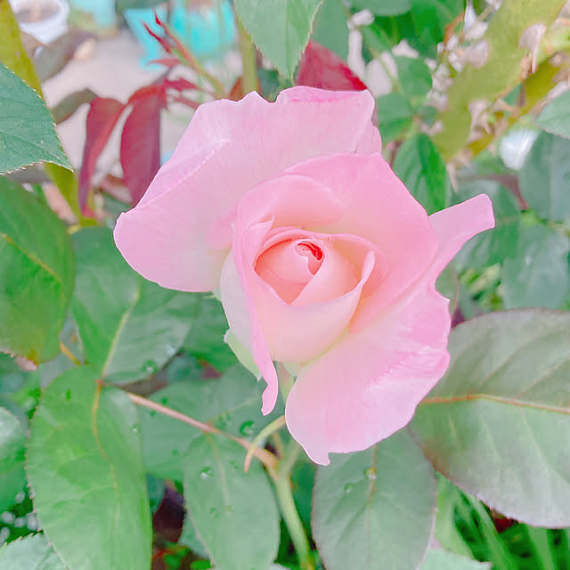 Hanakaさんの部屋