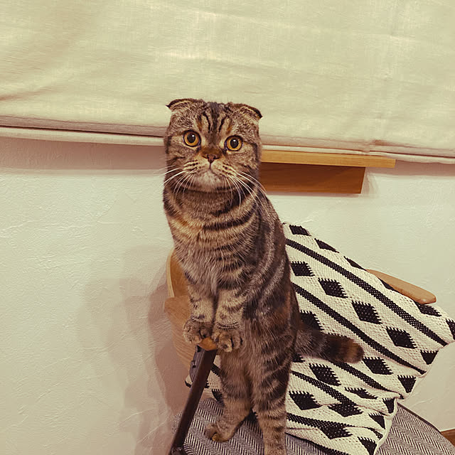 awigさんの実例写真