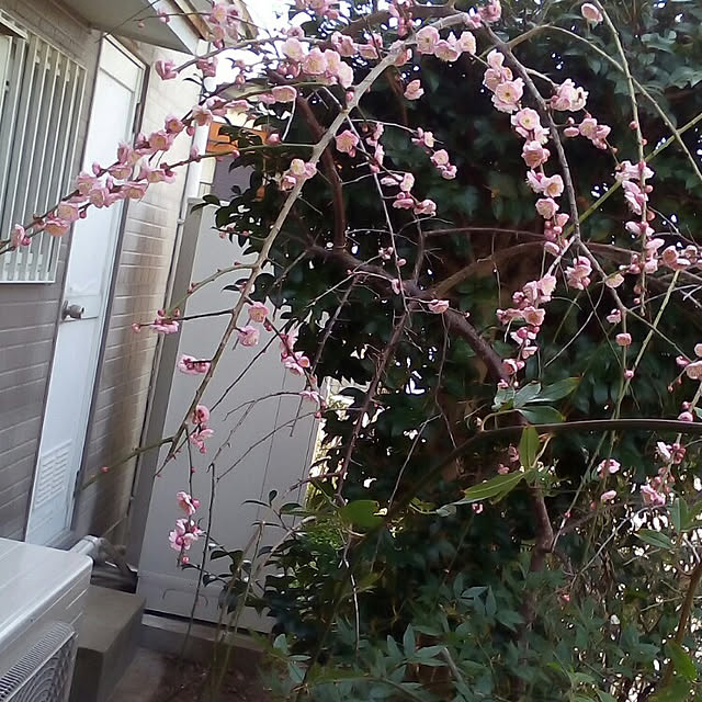 mariagardenさんの実例写真