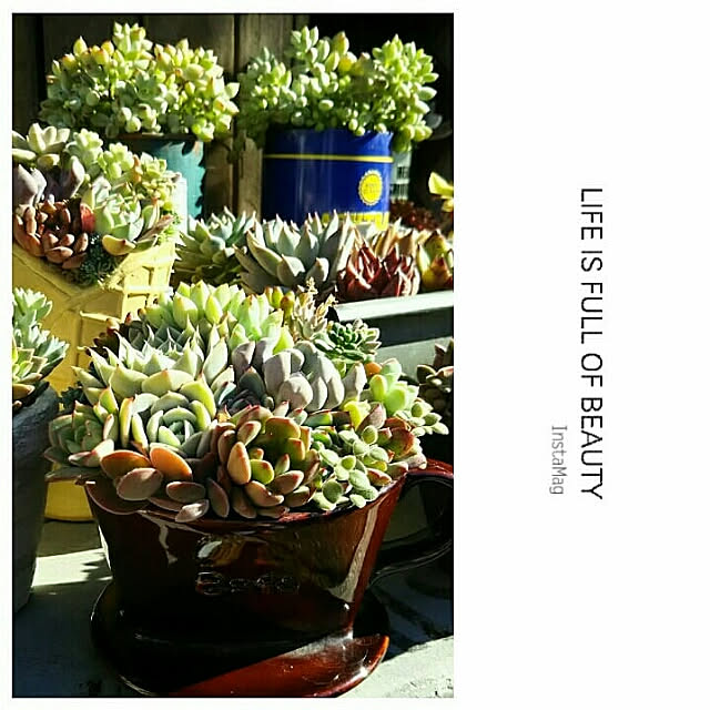 LittleMyさんの実例写真
