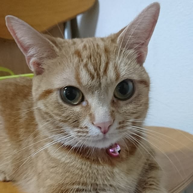 shinobuさんの実例写真