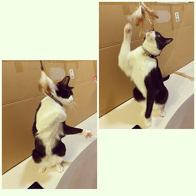 Helloさんの実例写真