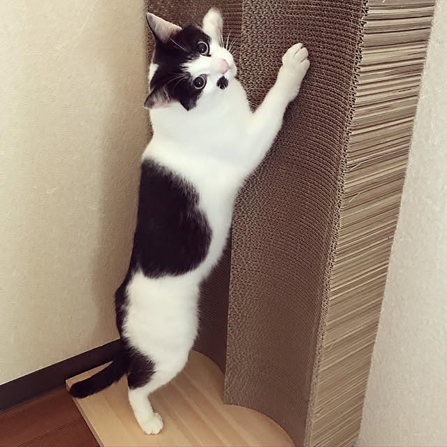 nicoさんの実例写真