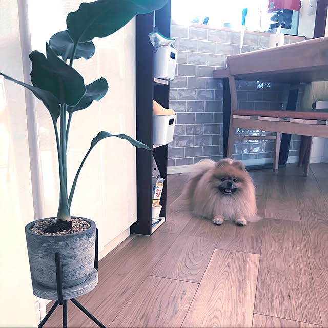 rromomo1さんの実例写真