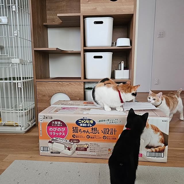 koyurizuさんの部屋
