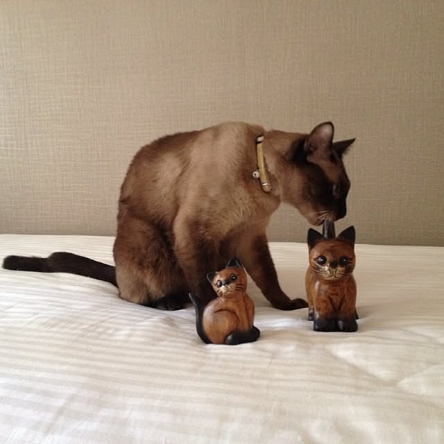 dodoさんの実例写真