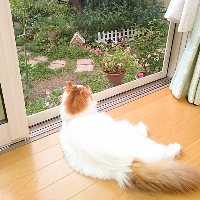 chururiさんの実例写真