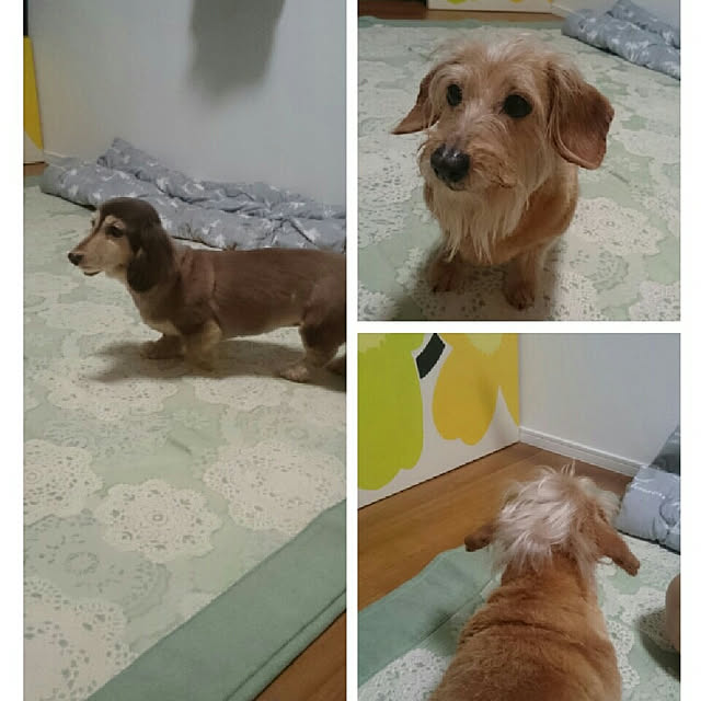 chocococoaさんの実例写真