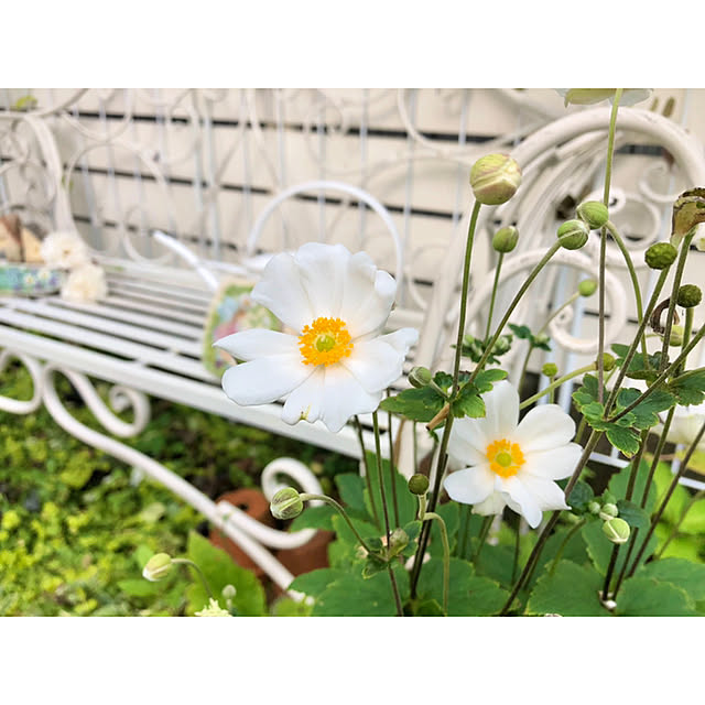 ponさんの実例写真
