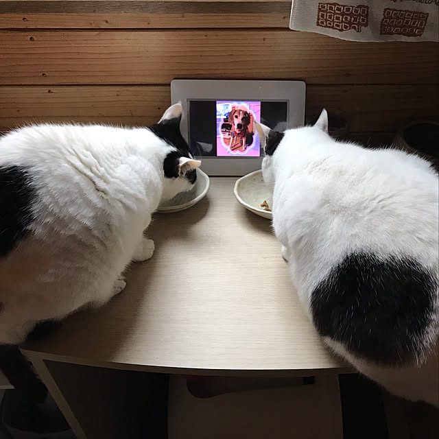 miseiさんの実例写真