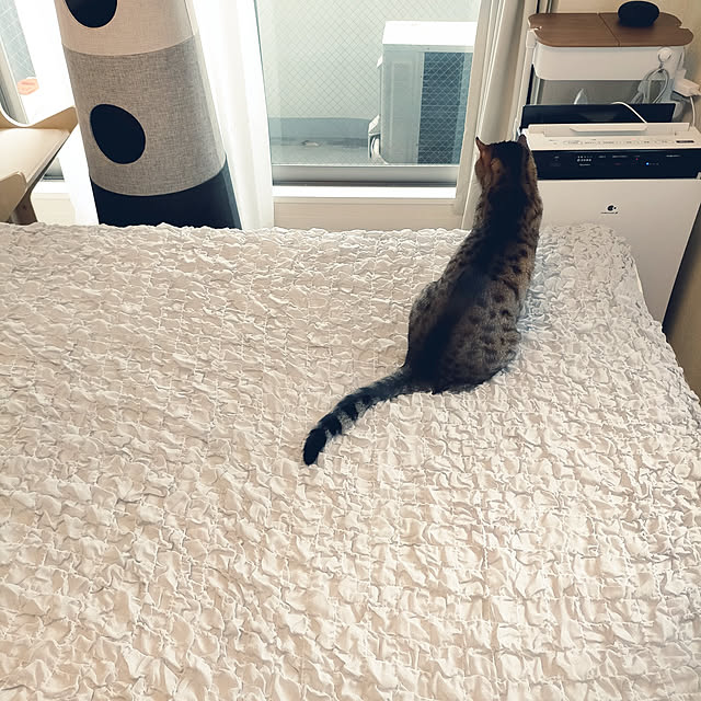 canekoさんの実例写真