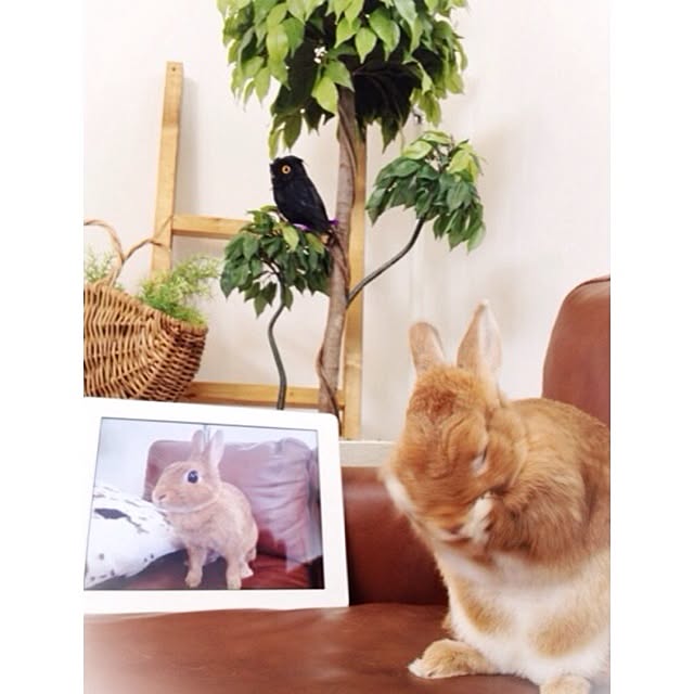 inazaurusuさんの実例写真