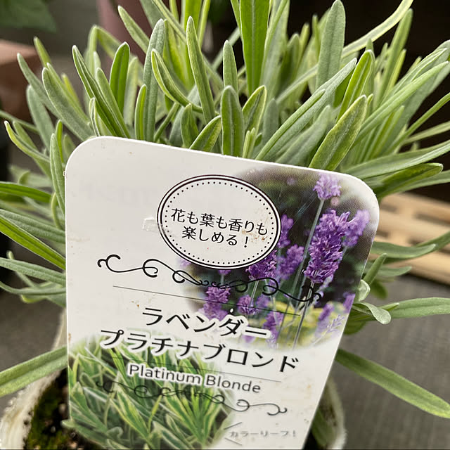 melmelさんの実例写真