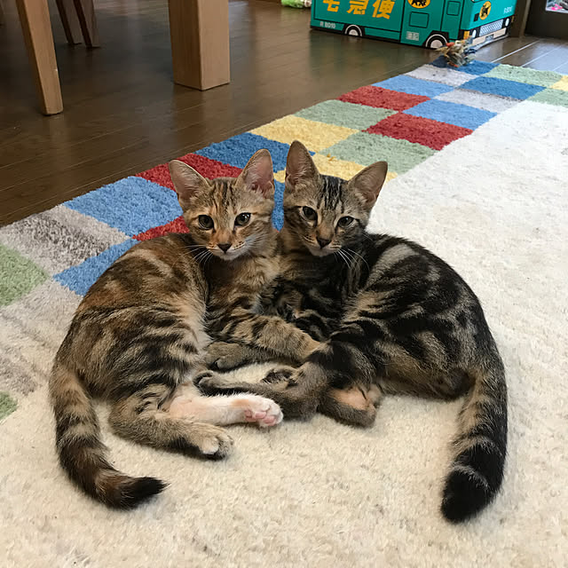 pepeさんの実例写真