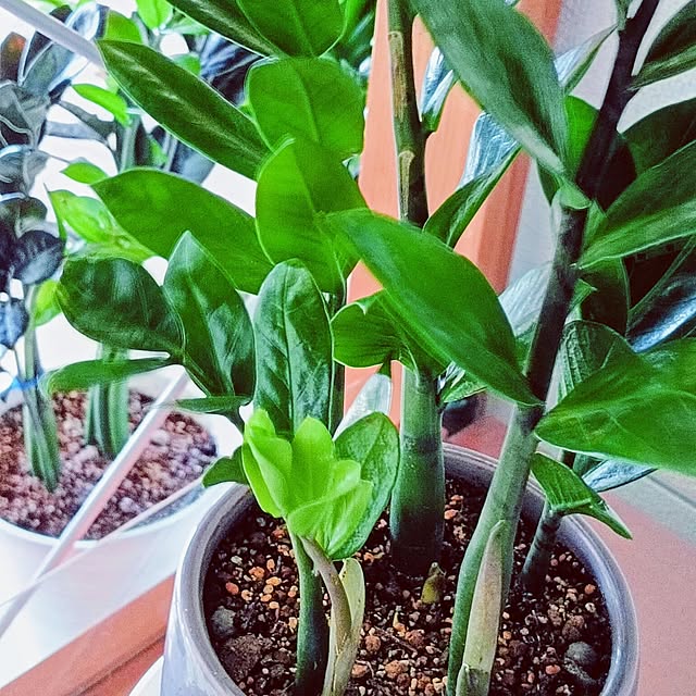 hanachanさんの実例写真