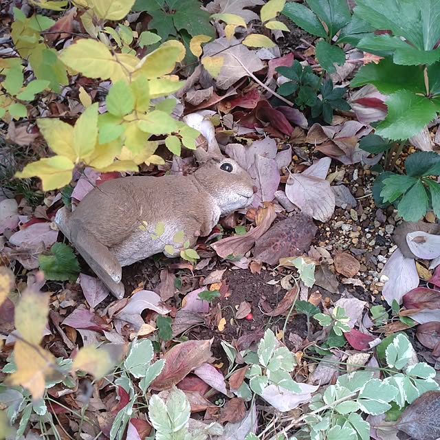 Hujikoさんの部屋