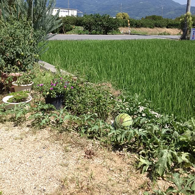玄関/入り口/家庭菜園/すいかのインテリア実例 - 2013-07-10 13:59:14