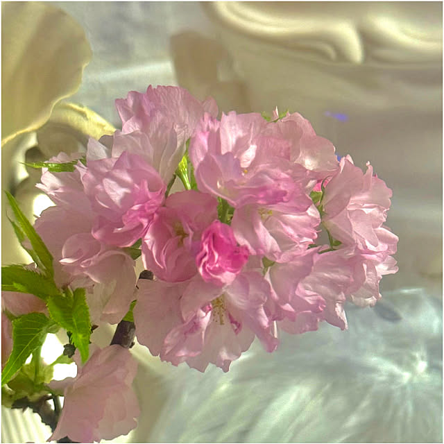 cocoさんの実例写真