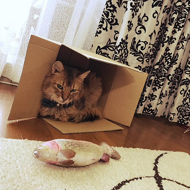 yukarinさんの実例写真