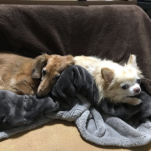 MIUさんの実例写真