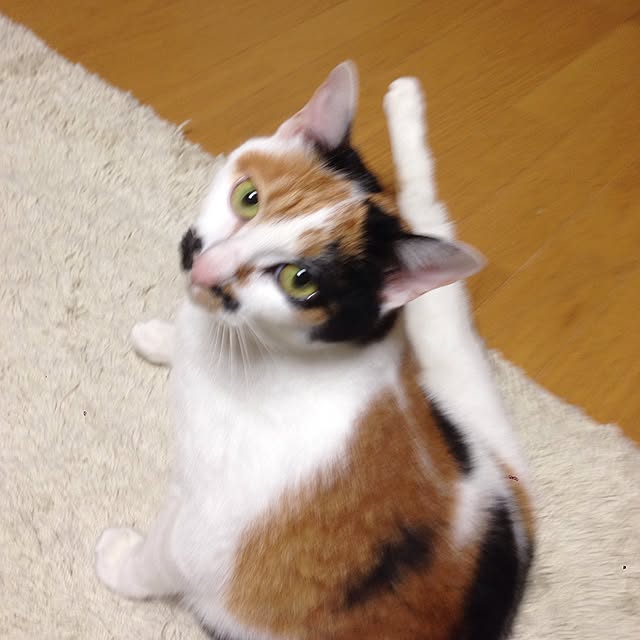 Kinanさんの実例写真