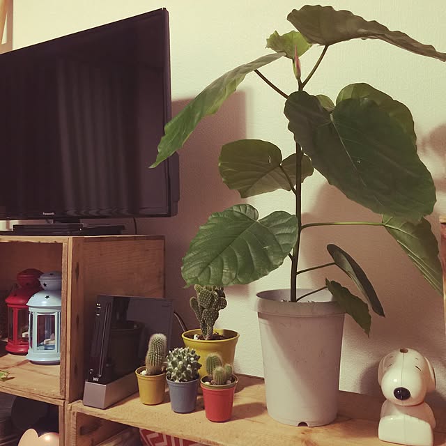 agnesakaneさんの実例写真