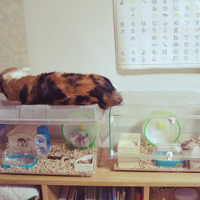 yukieさんの実例写真