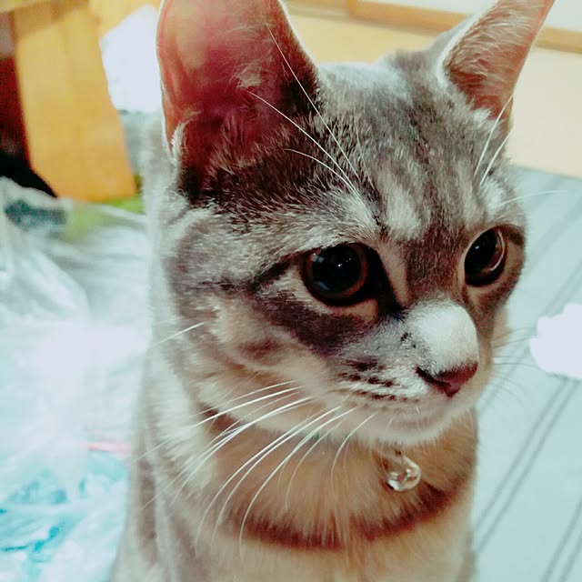 oyumiさんの実例写真