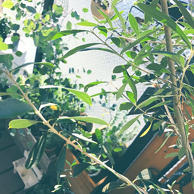 Hisayoさんの実例写真
