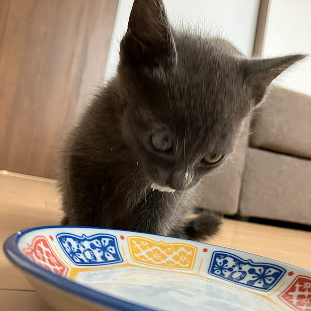nekoさんの実例写真