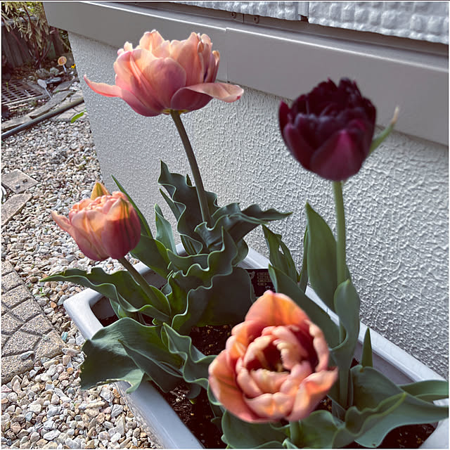 yukarin-gardenさんの部屋
