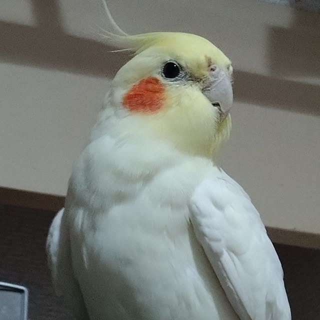 toratanさんの部屋