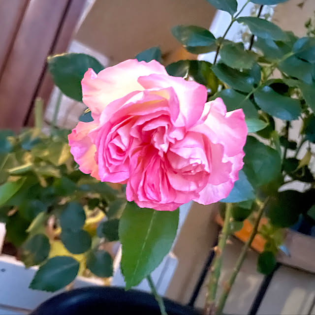 asako.10さんの実例写真
