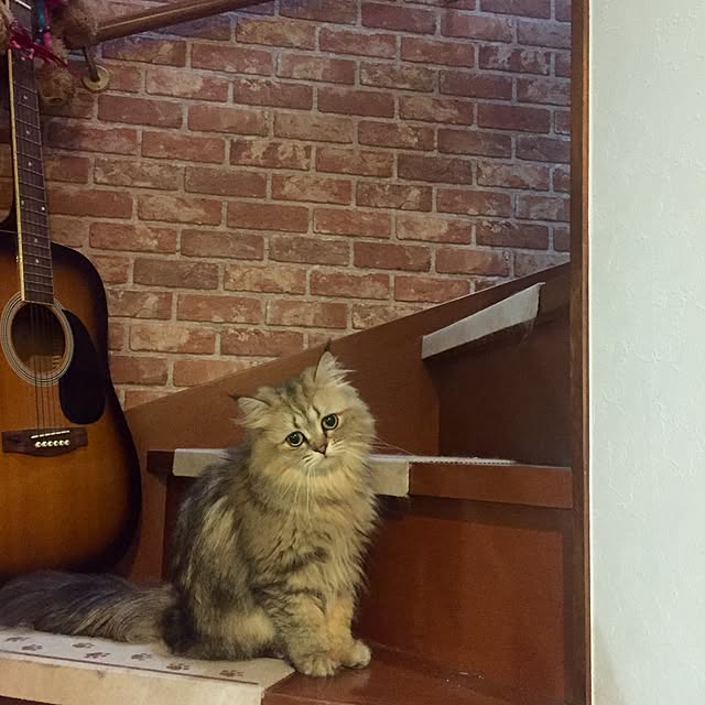 butachanさんの実例写真
