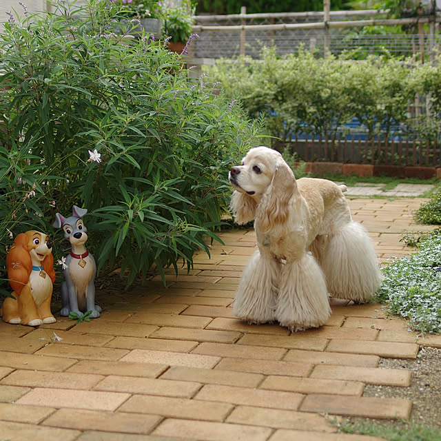 Shooowkoさんの実例写真
