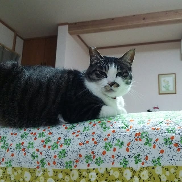 kiyohima229さんの実例写真