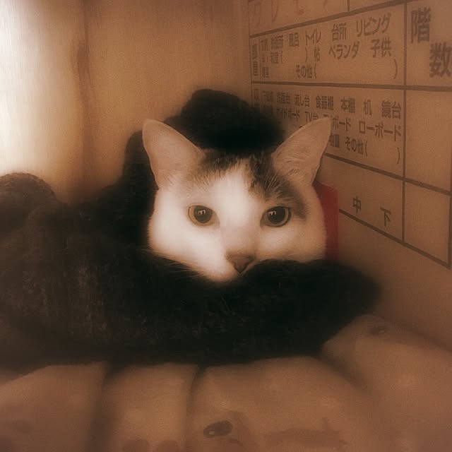 ramuchop3000さんの実例写真