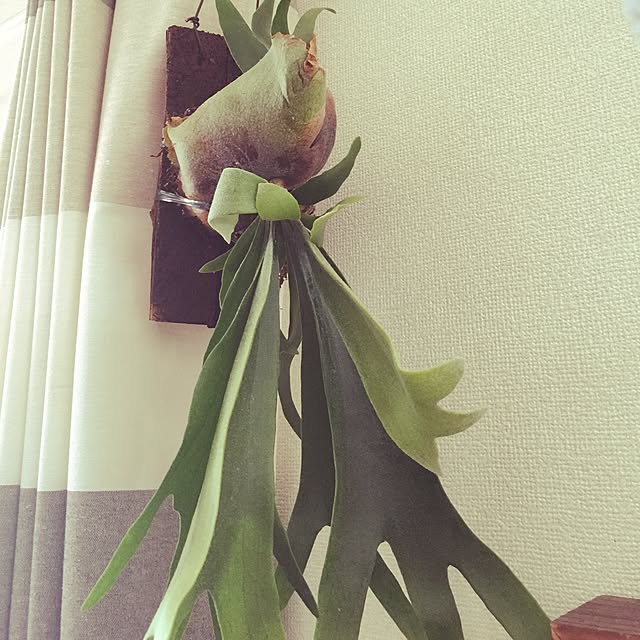 sykさんの実例写真