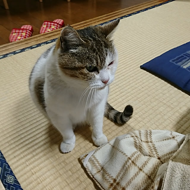 リビング/野良猫ちゃん/家の子になりました！/ちびちゃん/ねこのインテリア実例 - 2018-02-02 18:45:48