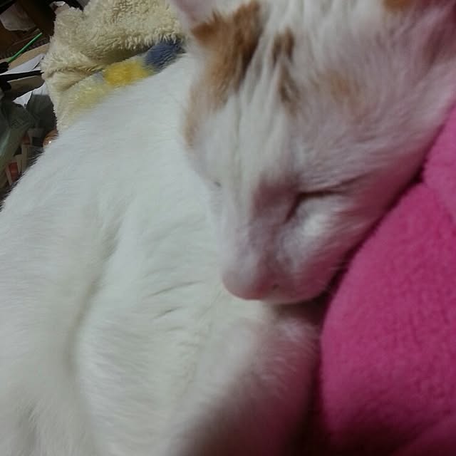 Yukikoさんの実例写真