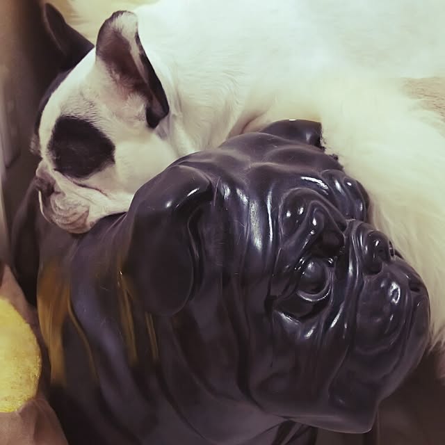 panchobiさんの実例写真