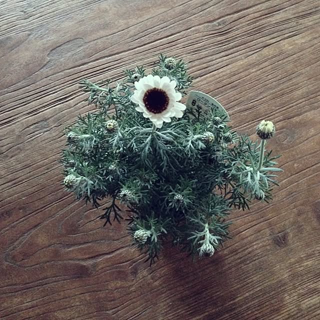 Nanaさんの実例写真
