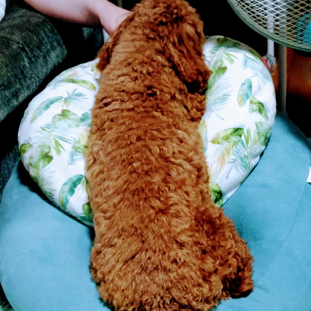 pochipochiさんの実例写真