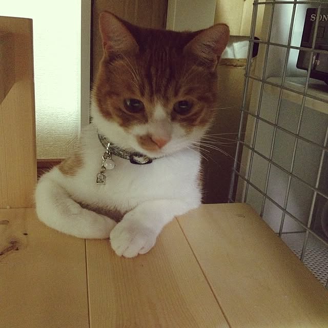 pikkariさんの実例写真