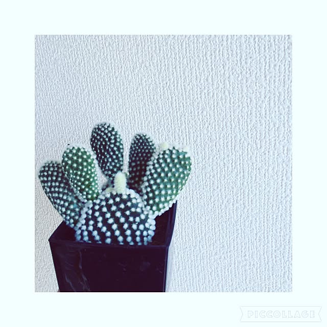 marikoさんの実例写真