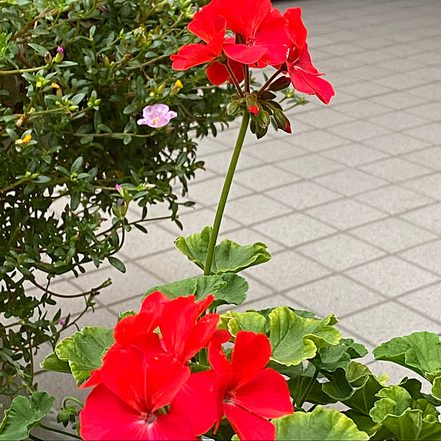 YuuKoさんの実例写真