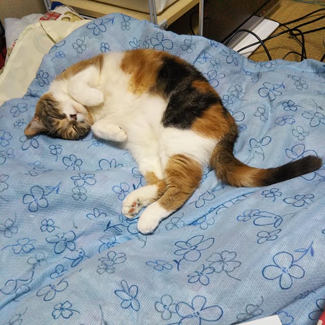 yukieさんの実例写真